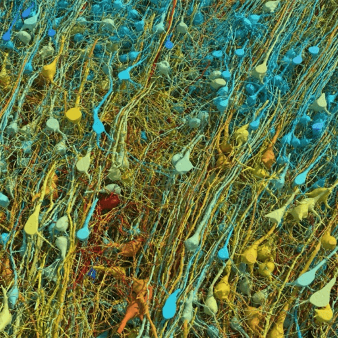Harvard's brain map reveals clues about the neural cell networks that store memories, dreams and trauma.