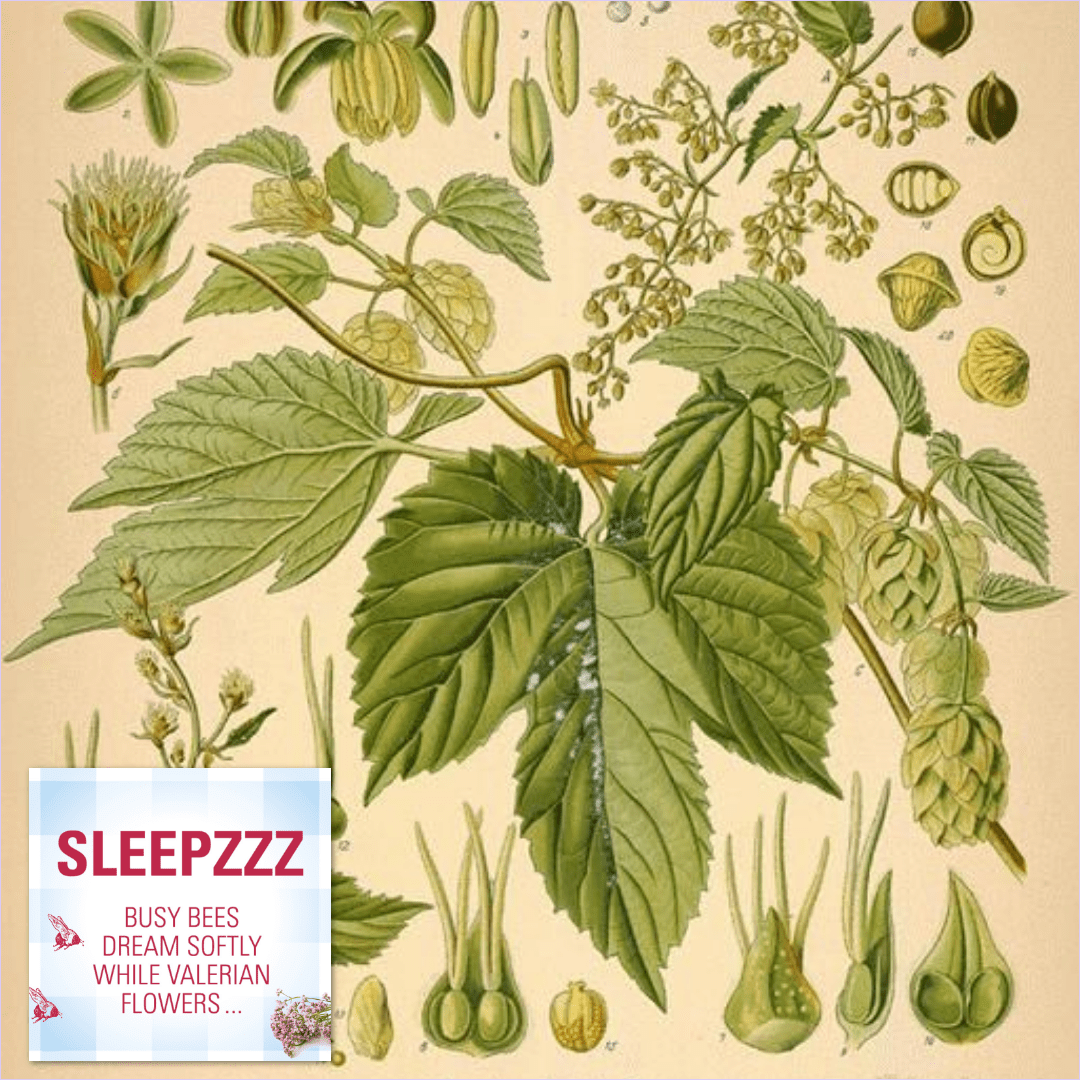 Is there a herb or plant that helps you sleep?
