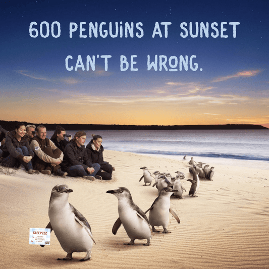 600 penguins at sunset can't be wrong.